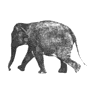 walking_elephant.gif (36228 bytes)